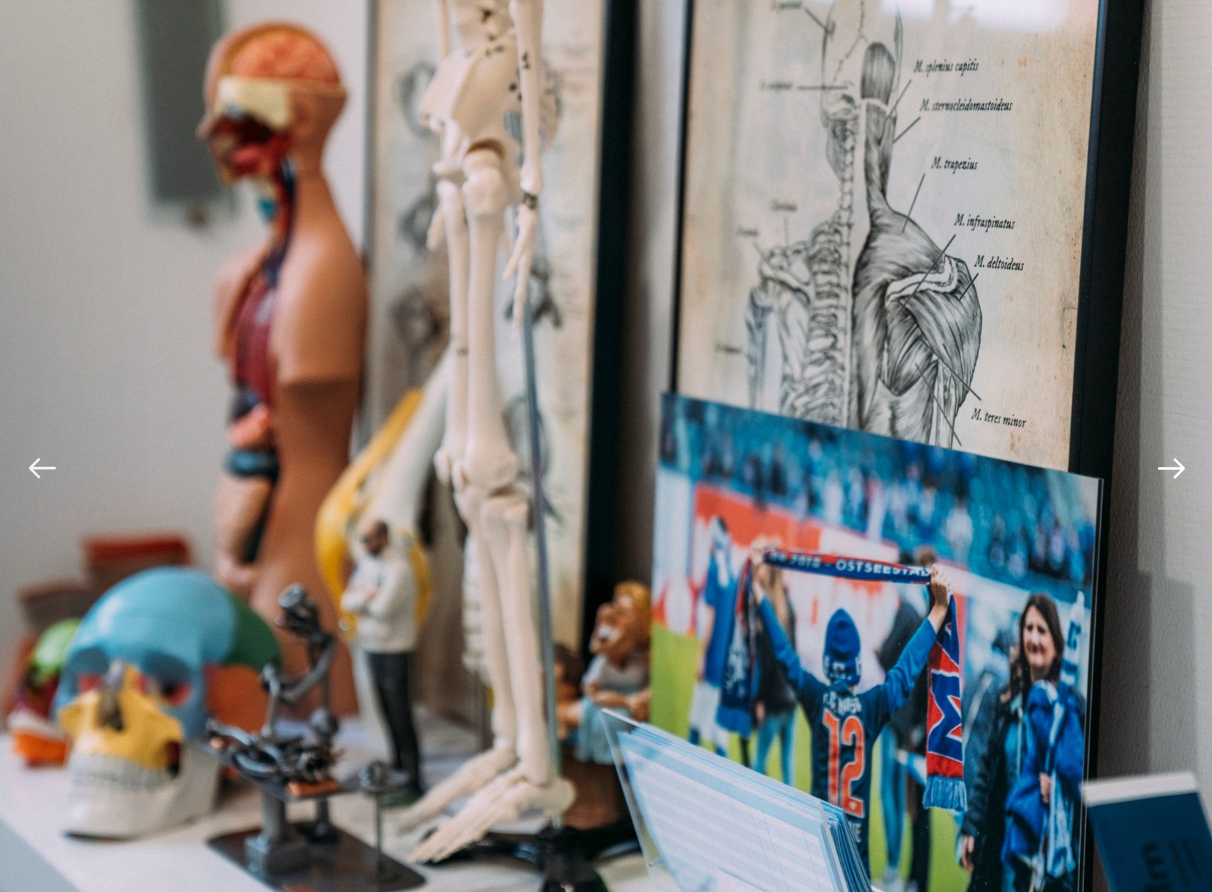 Anatomie Modelle